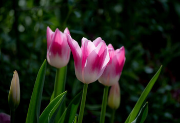 Fototapeta premium 春のチューリップ 