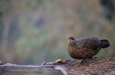 Khaleej Pheasant (Lophura leucomelanos) female bird Perched on ground at Sattal, Uttarakhand