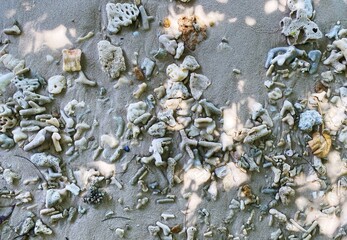 Obraz na płótnie Canvas Dead corals 