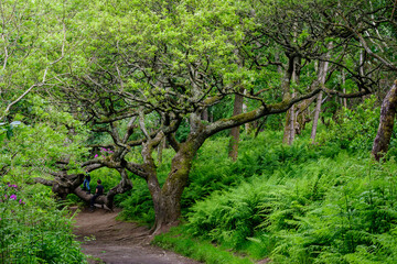 Empty leading path in a forest with old green trees, ferns and leaves in a summer day in Scotland, United Kingdom, beautiful outdoor natural background photographed with soft focus.