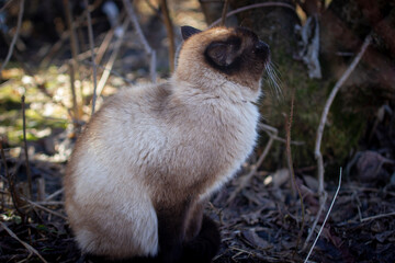 squirrel in the woods