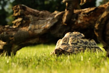 A leopard tortoise (Stigmochelys pardalis or Geochelone pardalis) in the green grass.