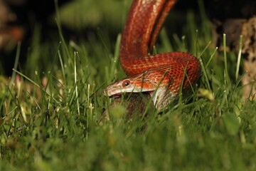 A Corn snake (Pantherophis guttatus or Elaphe guttata) after hunt eating a mouse.