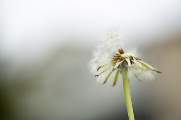 Fototapete タンポポ綿毛 Fototapeten Wallsheaven Rai Fototapete タンポポ綿毛 Fototapeten Wallsheaven Rai