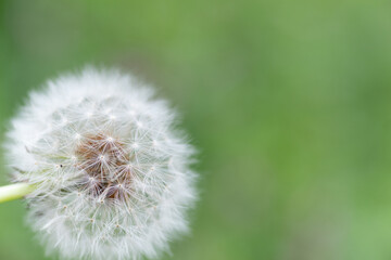 Fototapeta premium タンポポ綿毛