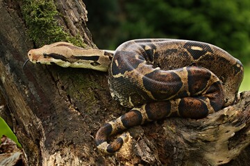 The boa constrictor (Boa constrictor), also called the red-tailed boa or the common boa, on the old branche. - obrazy, fototapety, plakaty