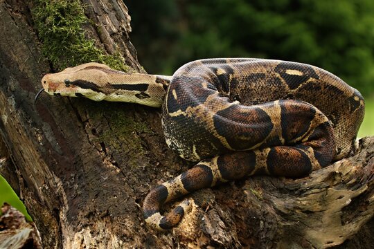 The boa constrictor (Boa constrictor), also called the red-tailed boa or the common boa, on the old branche.
