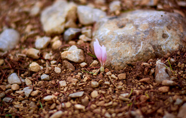 Pink flower among the stones in the mountains of Turkey
