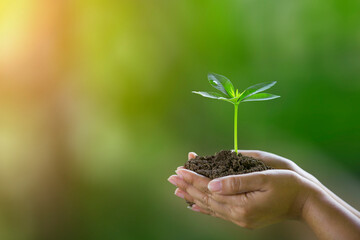 Hands of the farmer are planting the seedlings into the soil