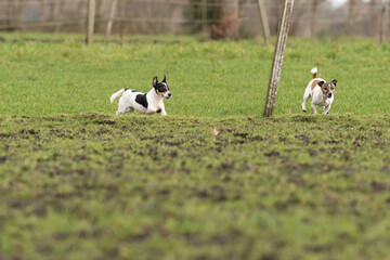Obraz na płótnie Canvas Two active Jack Russell Terriers running outside in the pasture. The ears flap in the wind. Young and older dog who are enthusiastic and healthy