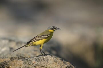 Adult Blue-headed Wagtail (Motacilla flava) Standing on the ground, seen from the side. Western yellow wagtail