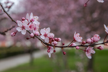 Fototapeta na wymiar detail of sakura tree with pink blossoms