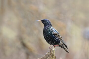 A colorful Starling perched on a tree limb near my bird feeder. Bir in the nature habitat. Sturnus vulgaris