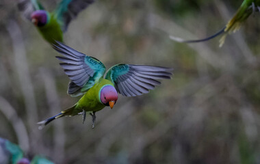 Plum-headed parakeet (Psittacula cyanocephala)  in the forest of Sattal, Uttarakhand.