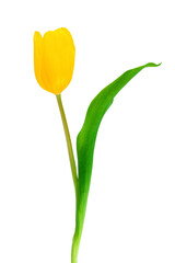 Yellow tulip close-up on a white background.