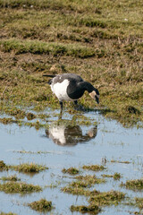 A goose is standing next to the lake on the grass, looking for food, with reflection