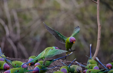 Plum-headed parakeet (Psittacula cyanocephala)  in the forest of Sattal, Uttarakhand.