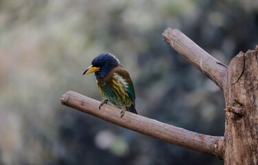 The great Barbet (Psilopogon virens) bird perched on tree branch in Sattal.