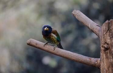 The great Barbet (Psilopogon virens) bird perched on tree branch in Sattal.