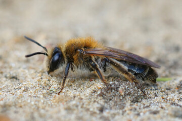 Lateral closeup of a female Mellow Miner , Andrena mitis on sandy soil