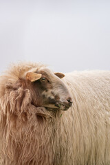 One sheep in the mist. The sheep looks into the camera, detail shot of the head. Sheep stands in the spring grass. Agriculture and extensive traditional sheep breeding