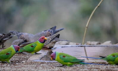 Plum-headed parakeet (Psittacula cyanocephala)  in the forest of Sattal, Uttarakhand.