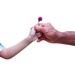 Girl hand giving pink flowers to asian old man  hand isolated on white background , clipping path