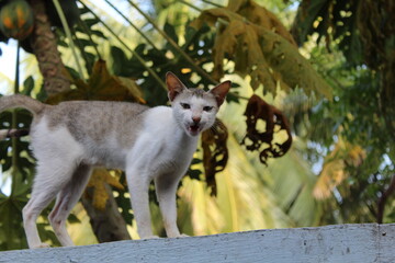 Random click- RAW Image