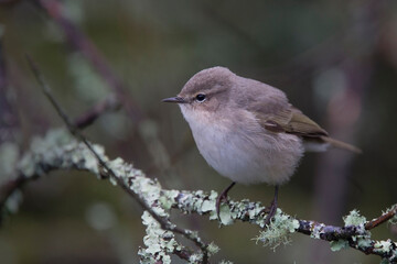 Chiffchaff, Siberian subspecies, (Phylloscopus collybita ssp tristis), Stithians Reservoir, Cornwall, UK.