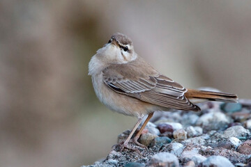 Rufous Bush Robin (Cercotrichas galactotes), Side, Turkey.