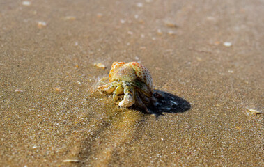 Hermit crab walking on the sand beach.