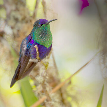 Violet-crowned Woodnymph, hummingbird, (Thalurania colombica), perched, Santa Marta, Colombia.