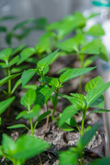 Small seedlings growing in a growing tray Selective focus