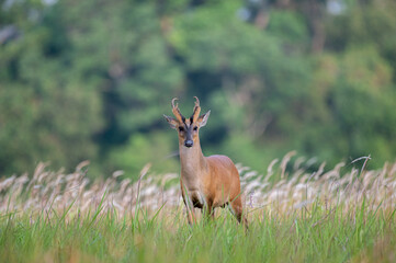 A Common barking deer walks for a living in a meadow.