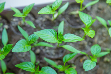 Small seedlings growing in a growing tray Selective focus