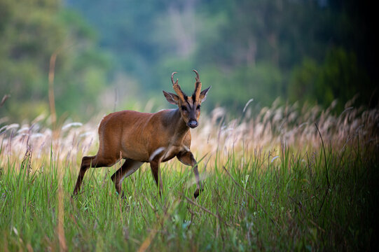 A Common barking deer walks for a living in a meadow.