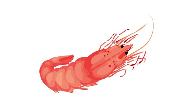 Sea shrimp icon animation