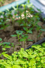 Small seedlings growing in a growing tray Selective focus