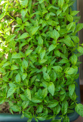 Small seedlings growing in a growing tray Selective focus