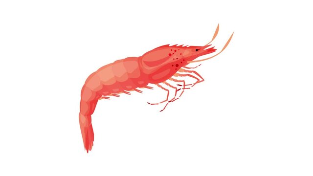 Fresh shrimp icon animation