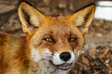 Fototapeta premium The head of a red fox smiling. 