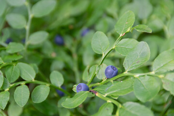  In the forest, blueberries grow on small bushes. Blueberry in the forest. Blueberry berries on a bush.