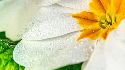 Eine weiße Blume mit Regentropfen!