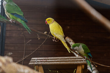 Multicolored parrots sit in an aviary.