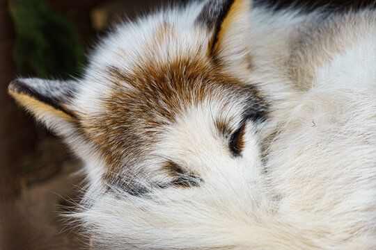 The White Fox Curled Up And Rested.