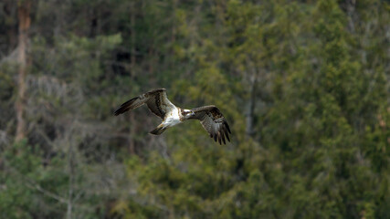 osprey in flight in front of a forest