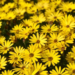 Yellow Cape marguerites blossom flowers in spring 