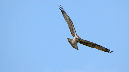 osprey eagle bird in flight