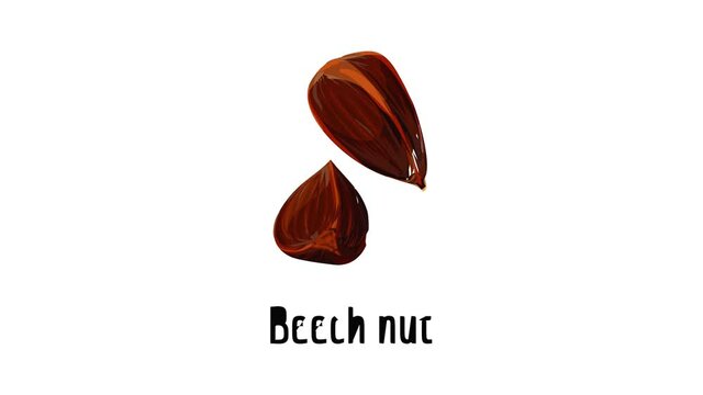 Beech nut icon animation