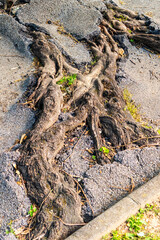 Roots and broken asphalt road surface